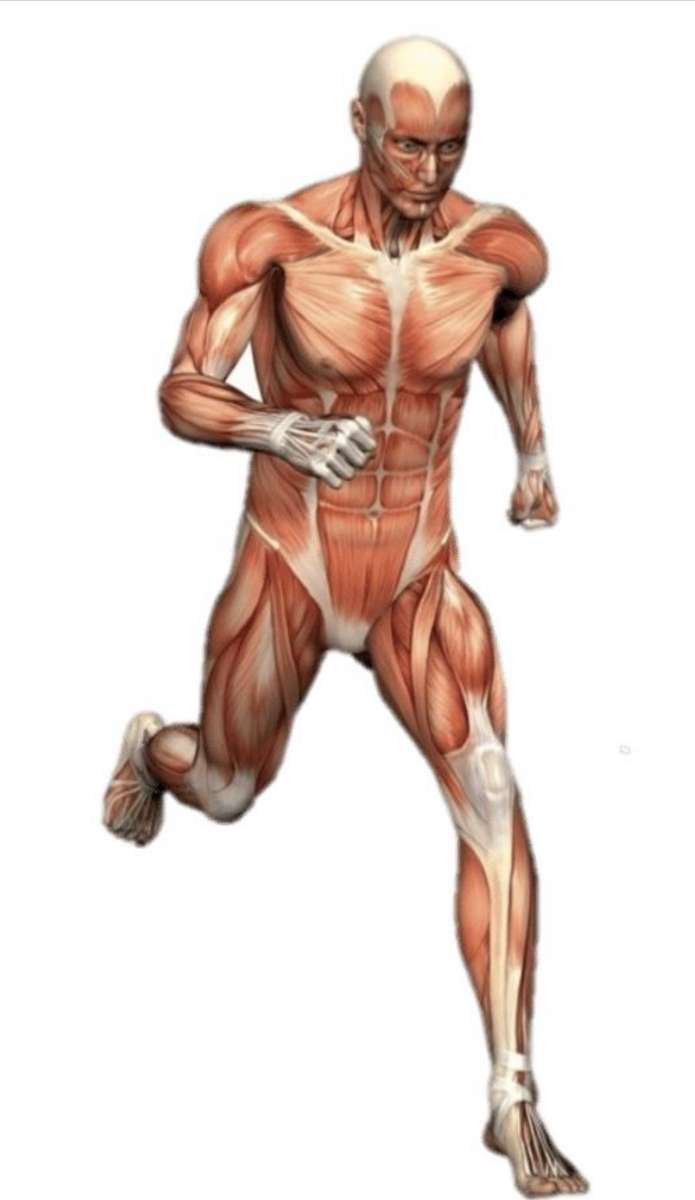 筋肉 ジグソーパズルオンライン