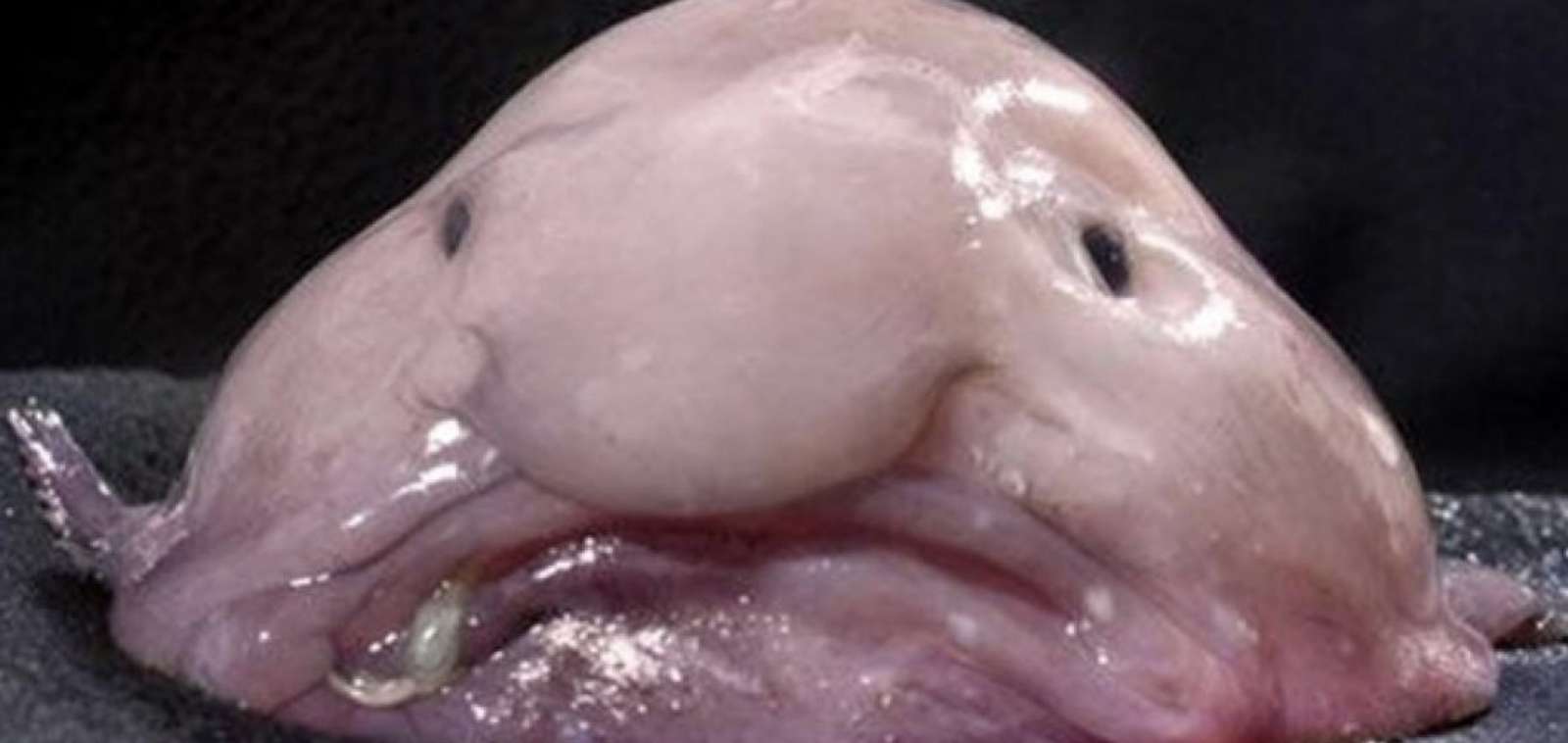 Παζλ Blobfish παζλ online