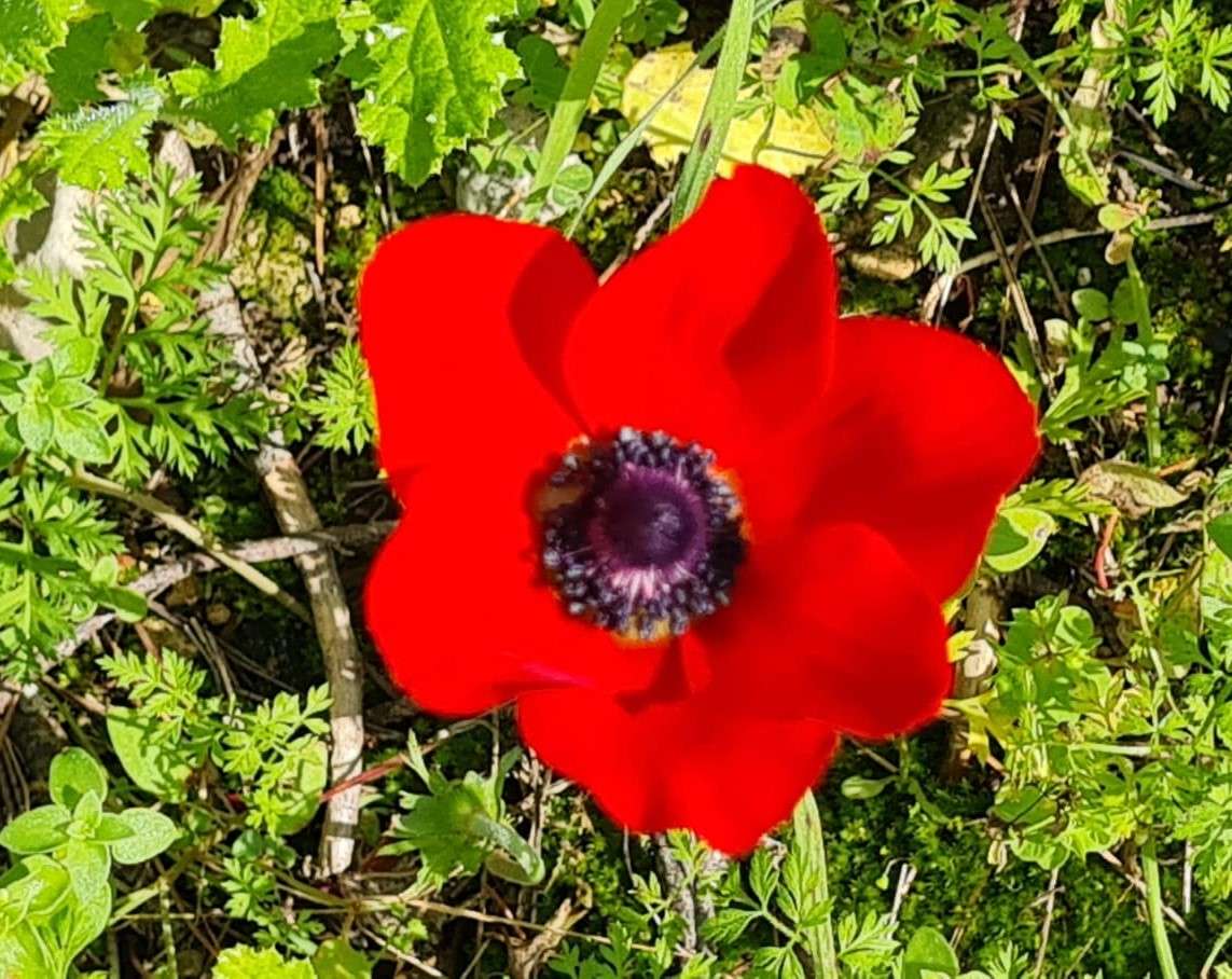 fiore rosso esotico puzzle online
