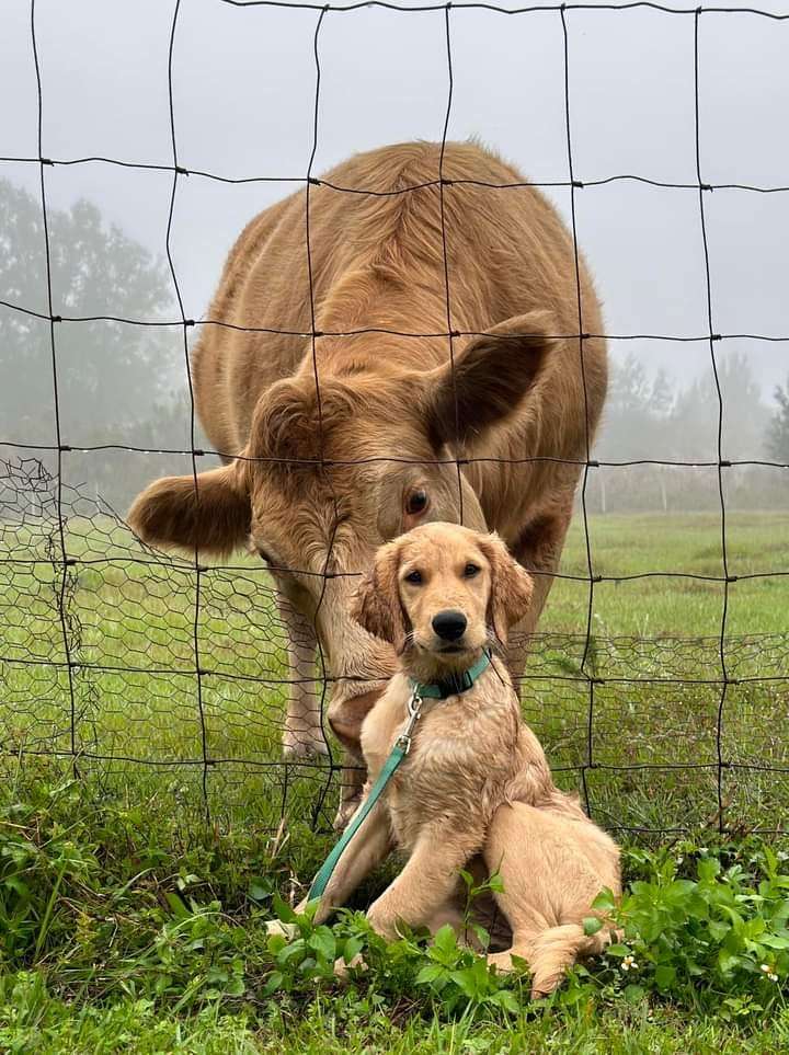 cow and dog looking through fence jigsaw puzzle online