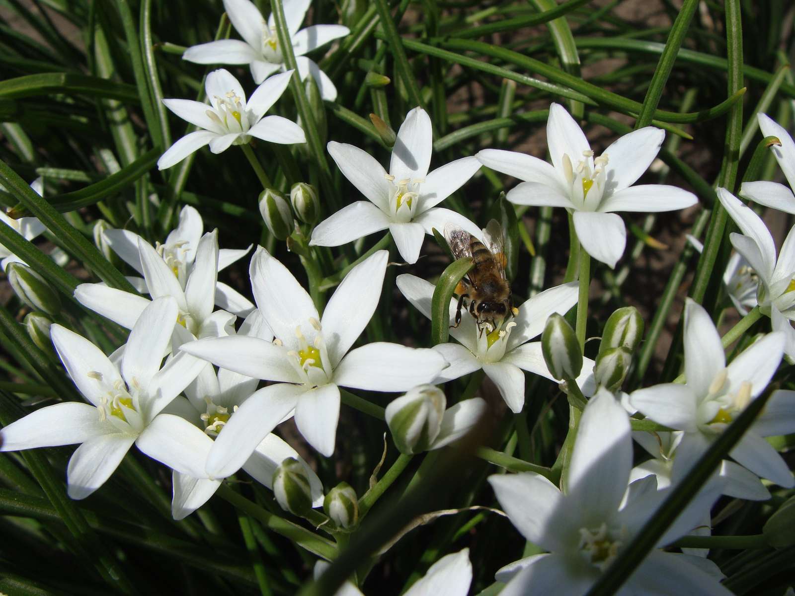 Une abeille récolte du nectar puzzle en ligne