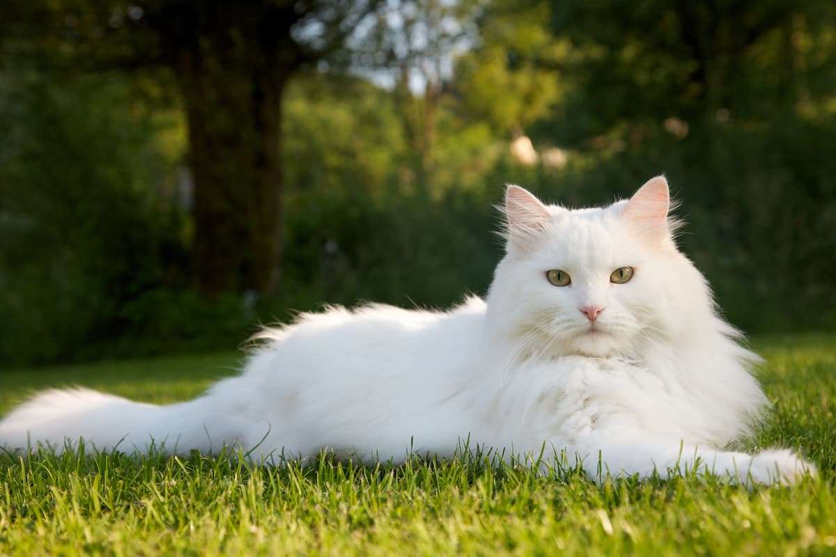 gato genial gatito rompecabezas en línea