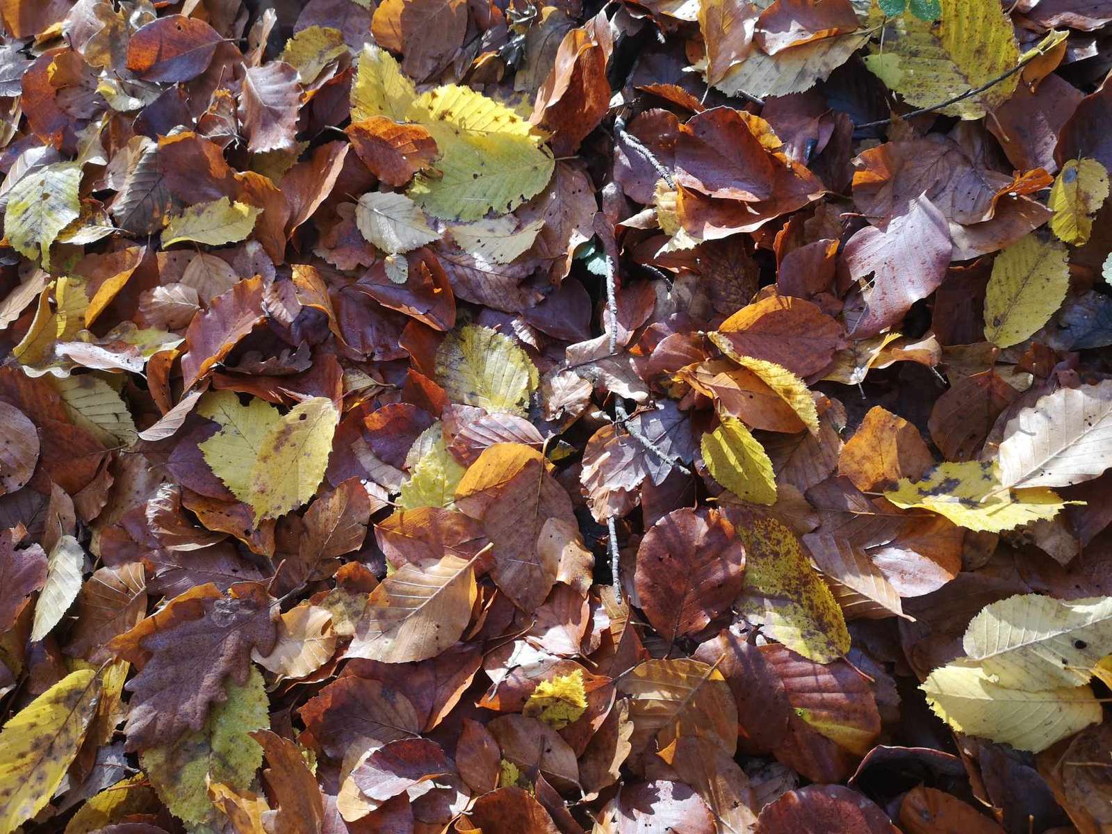 COLORES DE OTOÑO rompecabezas en línea