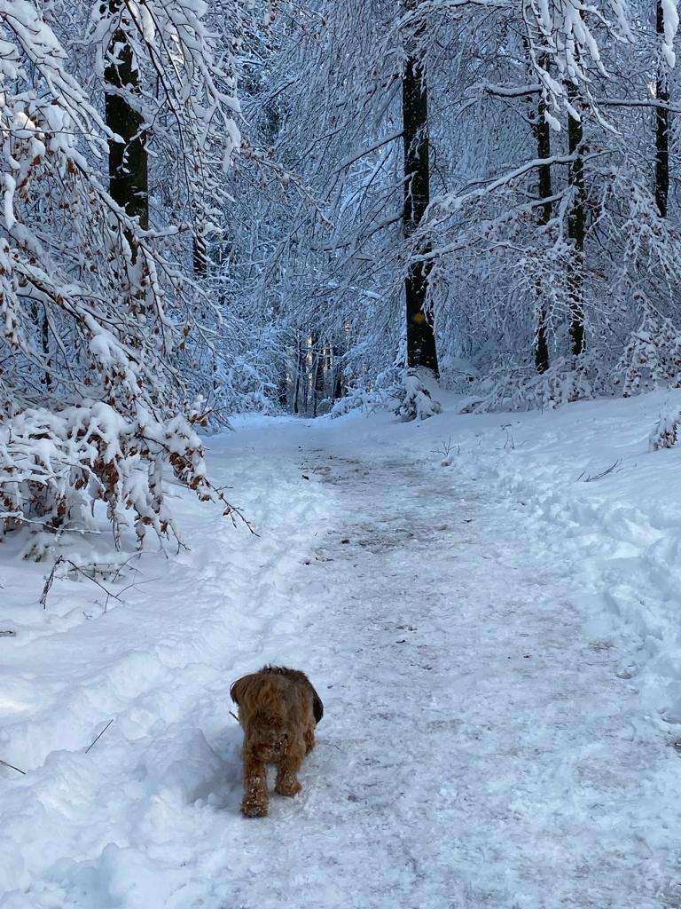 Σκυλί στο χιονισμένο δάσος online παζλ