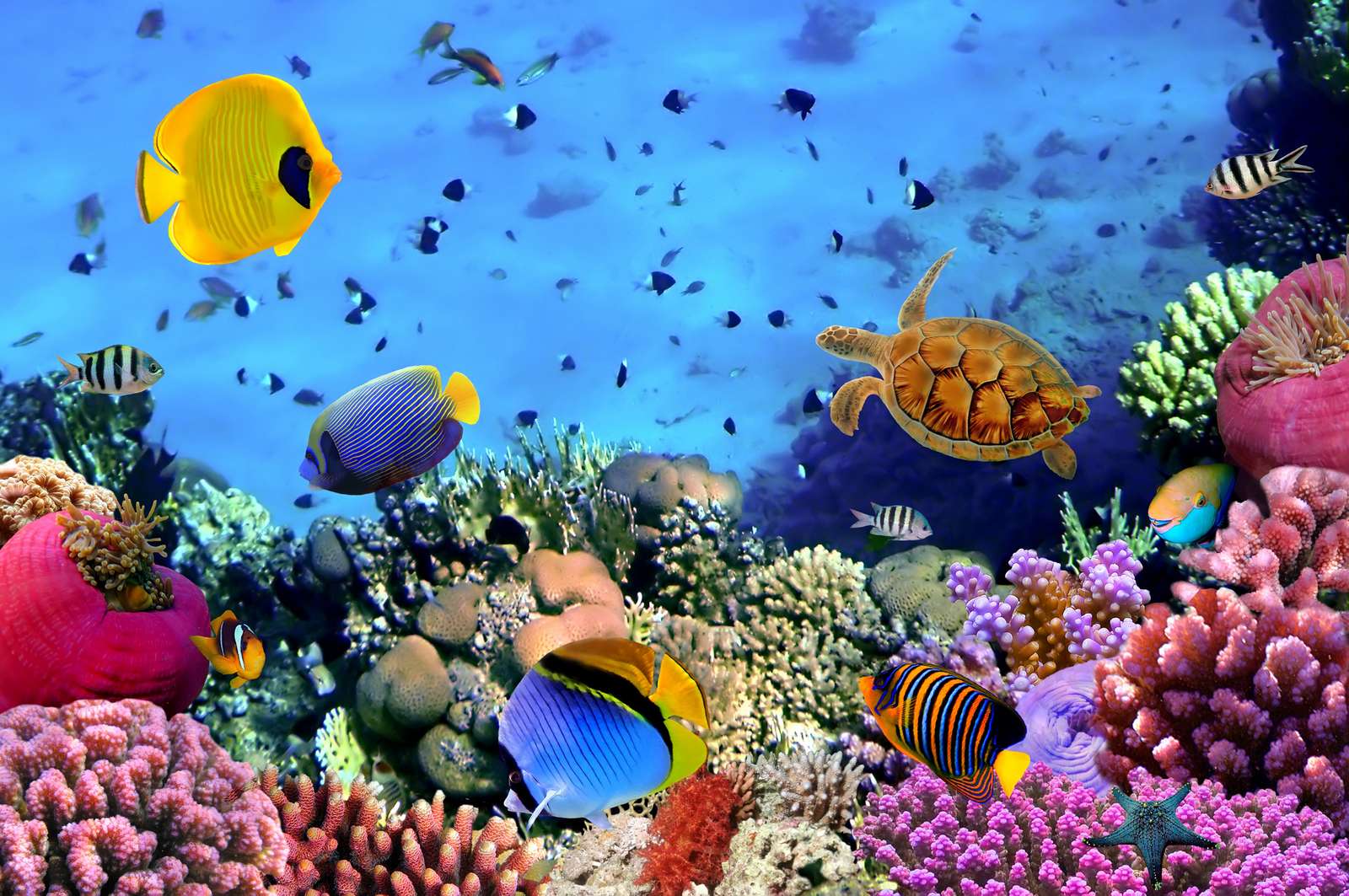 el arrecife de coral rompecabezas en línea