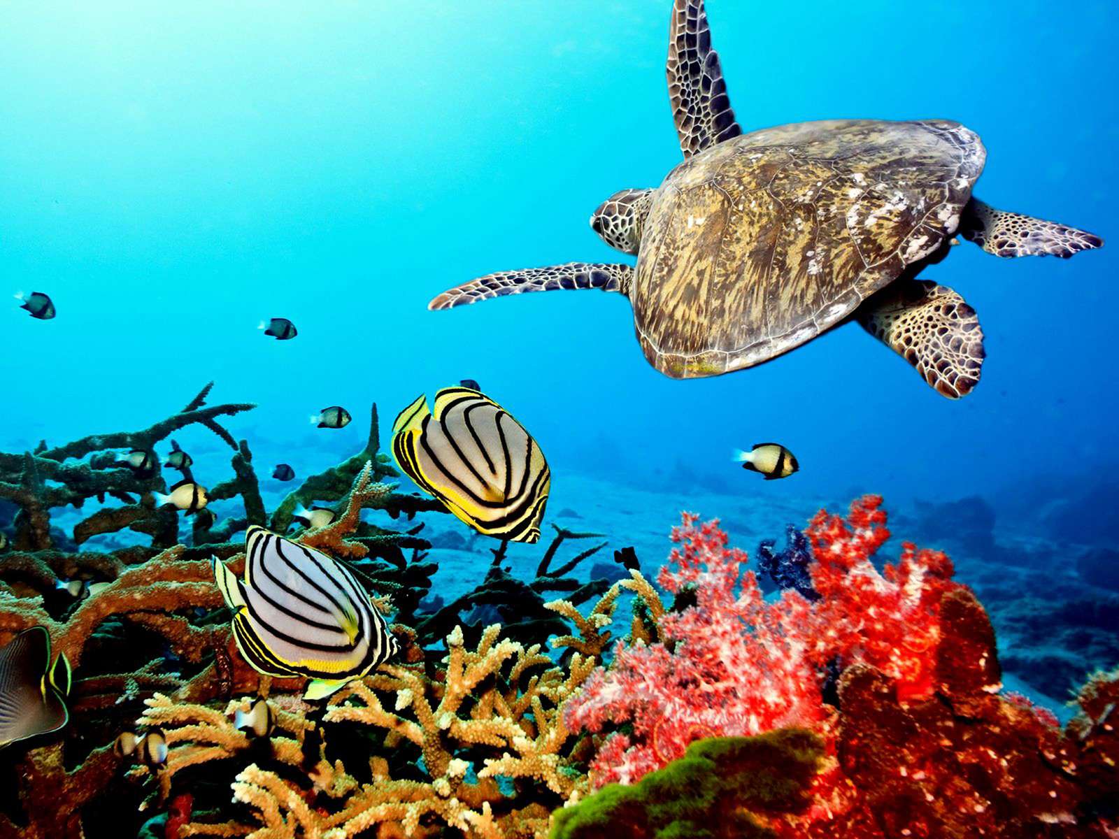 Черепаха в кораловому рифі пазл онлайн