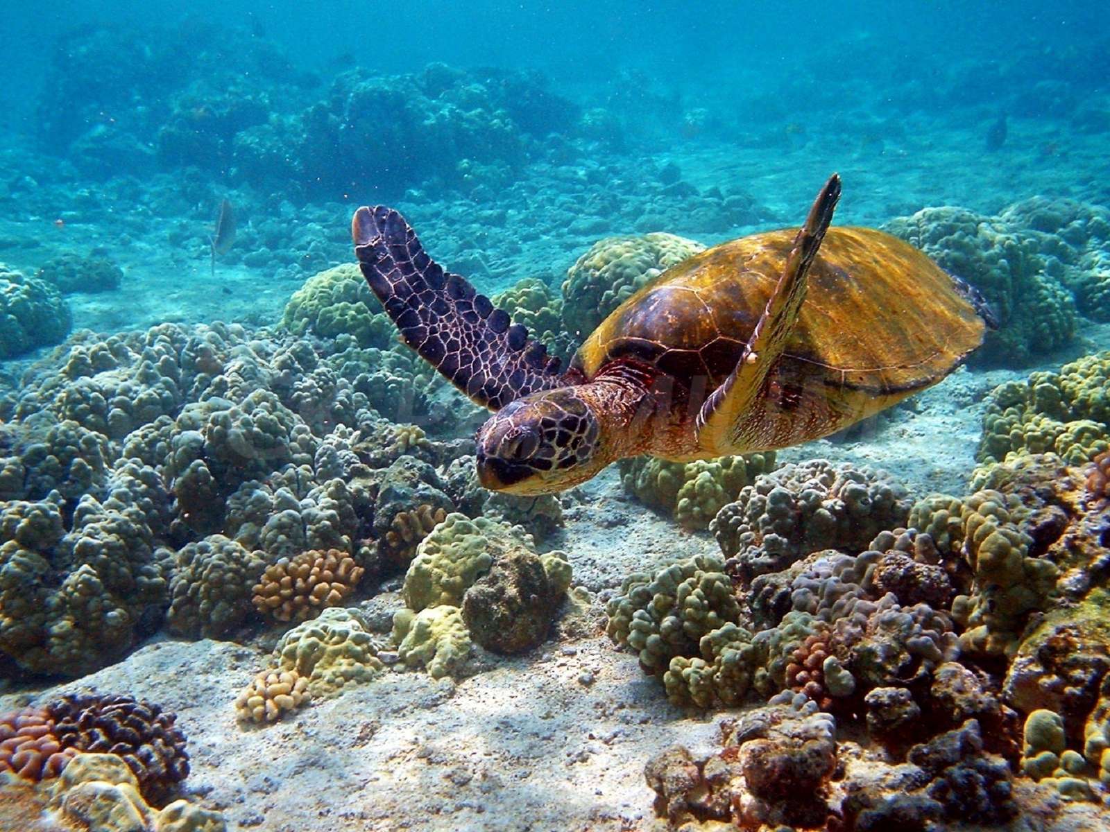 Морская черепаха пазл онлайн