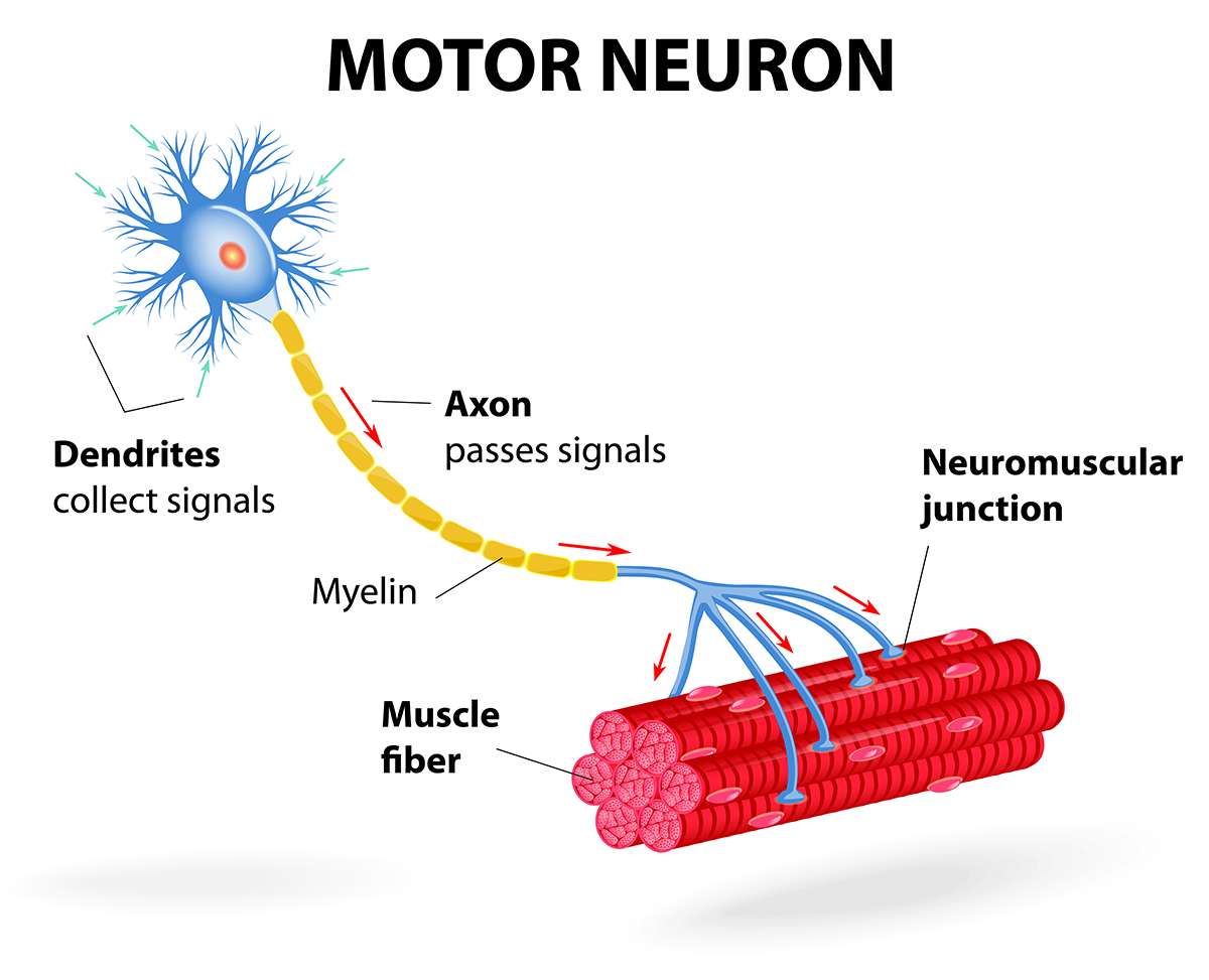 motorický neuron skládačky online