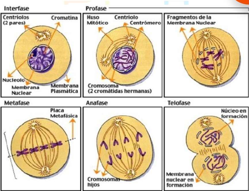 la cellula puzzle online