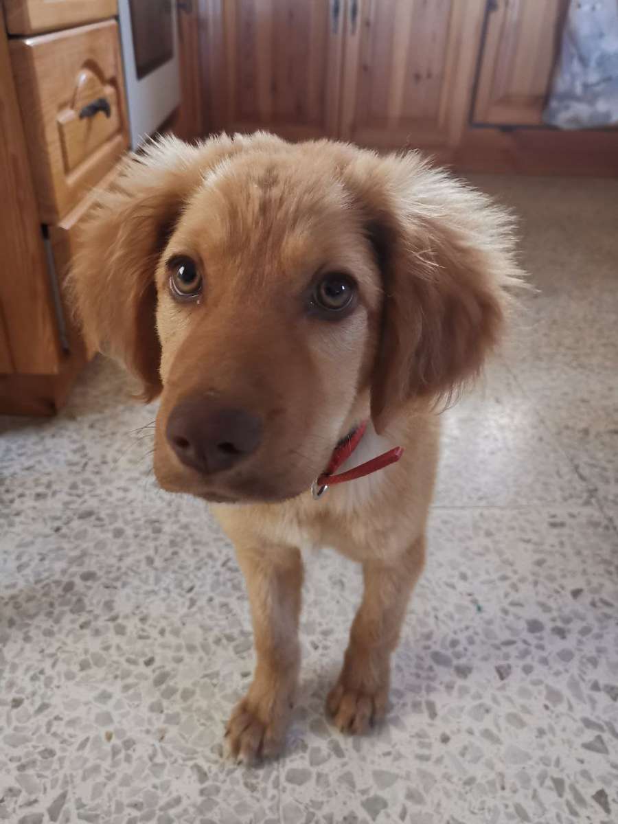 甘い犬 ジグソーパズルオンライン