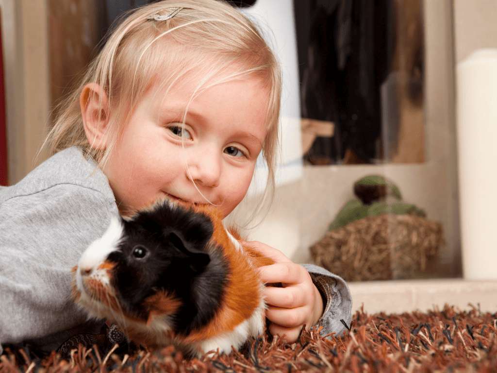 Guinea pig jigsaw puzzle online