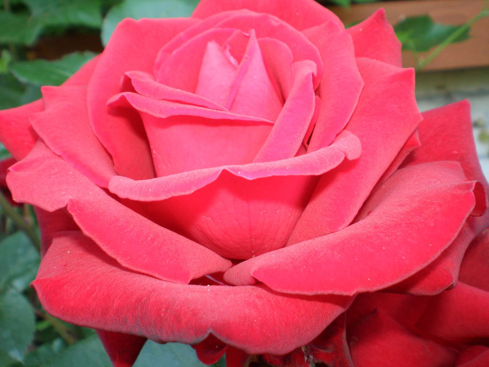 mooie roos legpuzzel online