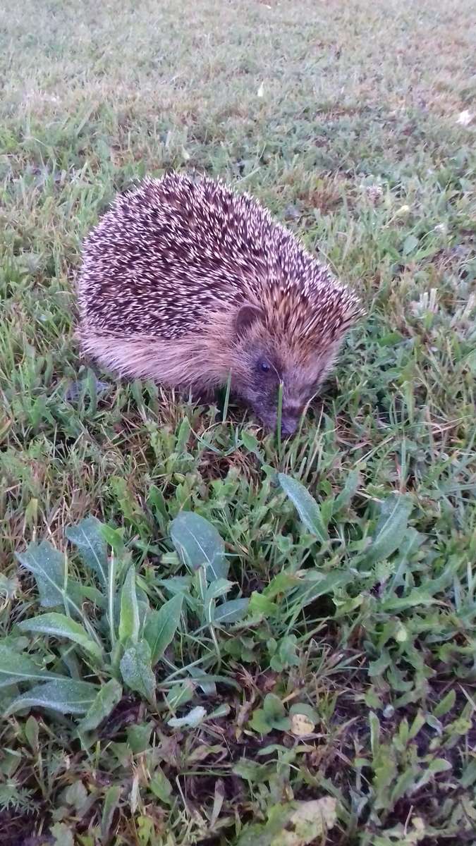 pequeño erizo rompecabezas en línea