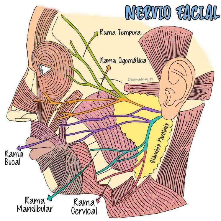 Nervo facial puzzle online