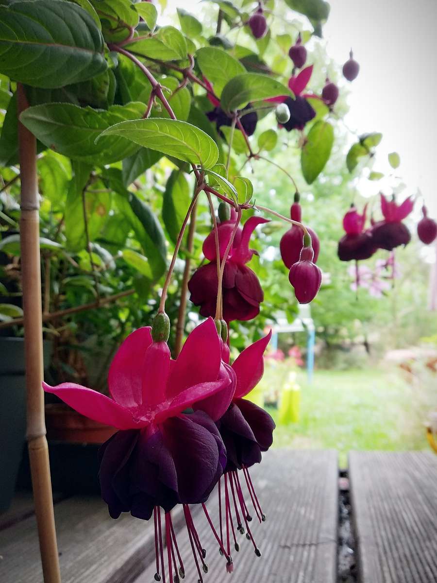 Svart fuchsia Pussel online