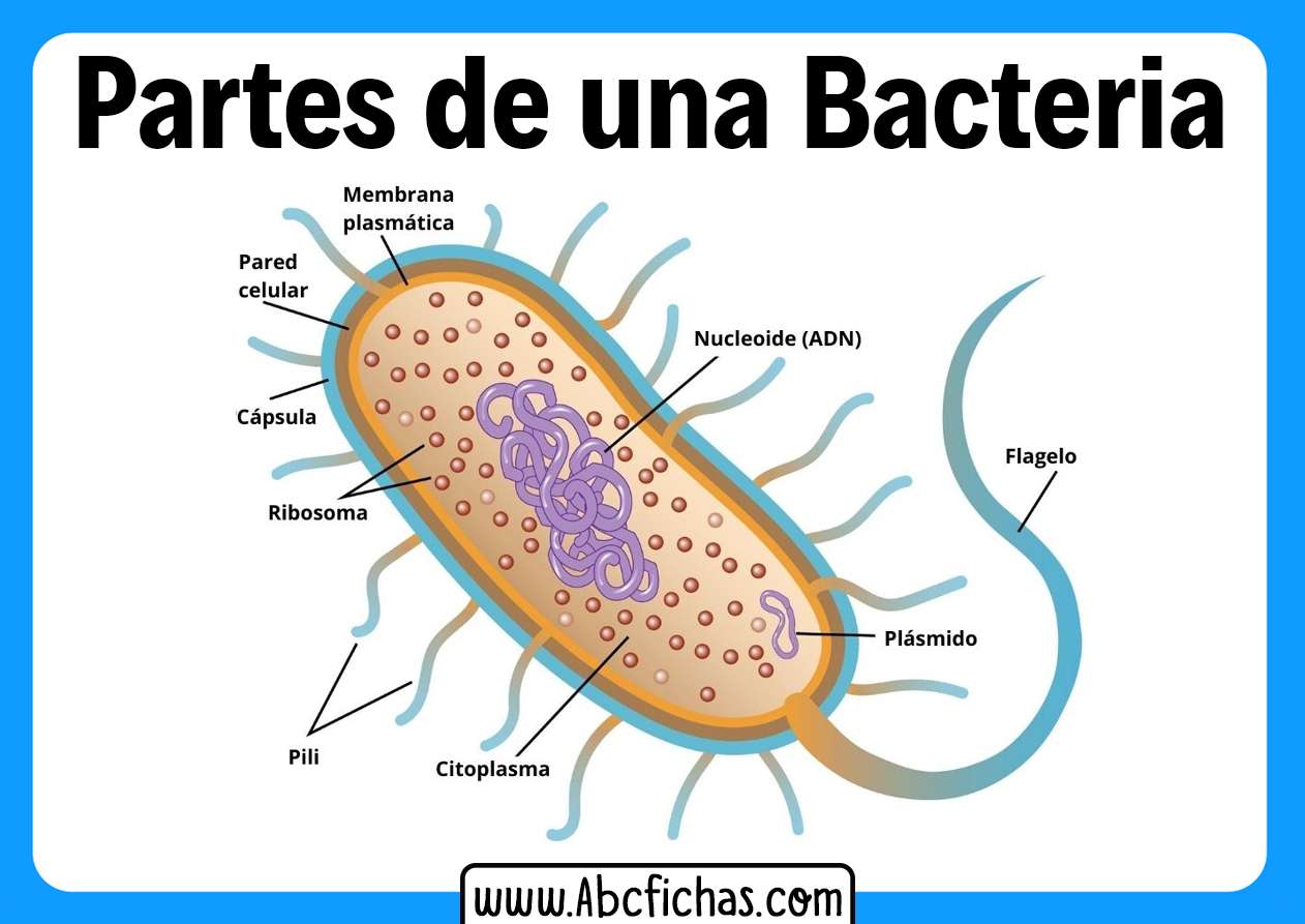bakterie Pussel online
