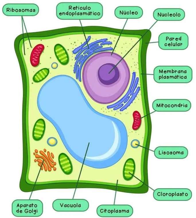 Plant cell jigsaw puzzle online