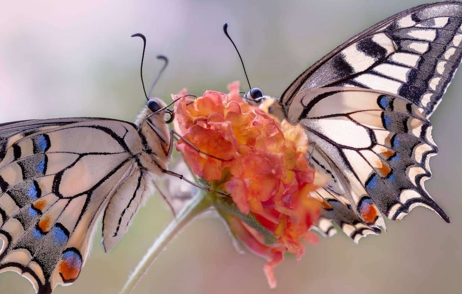 Πεταλούδες χελιδονοουράς σε ένα φυτό online παζλ