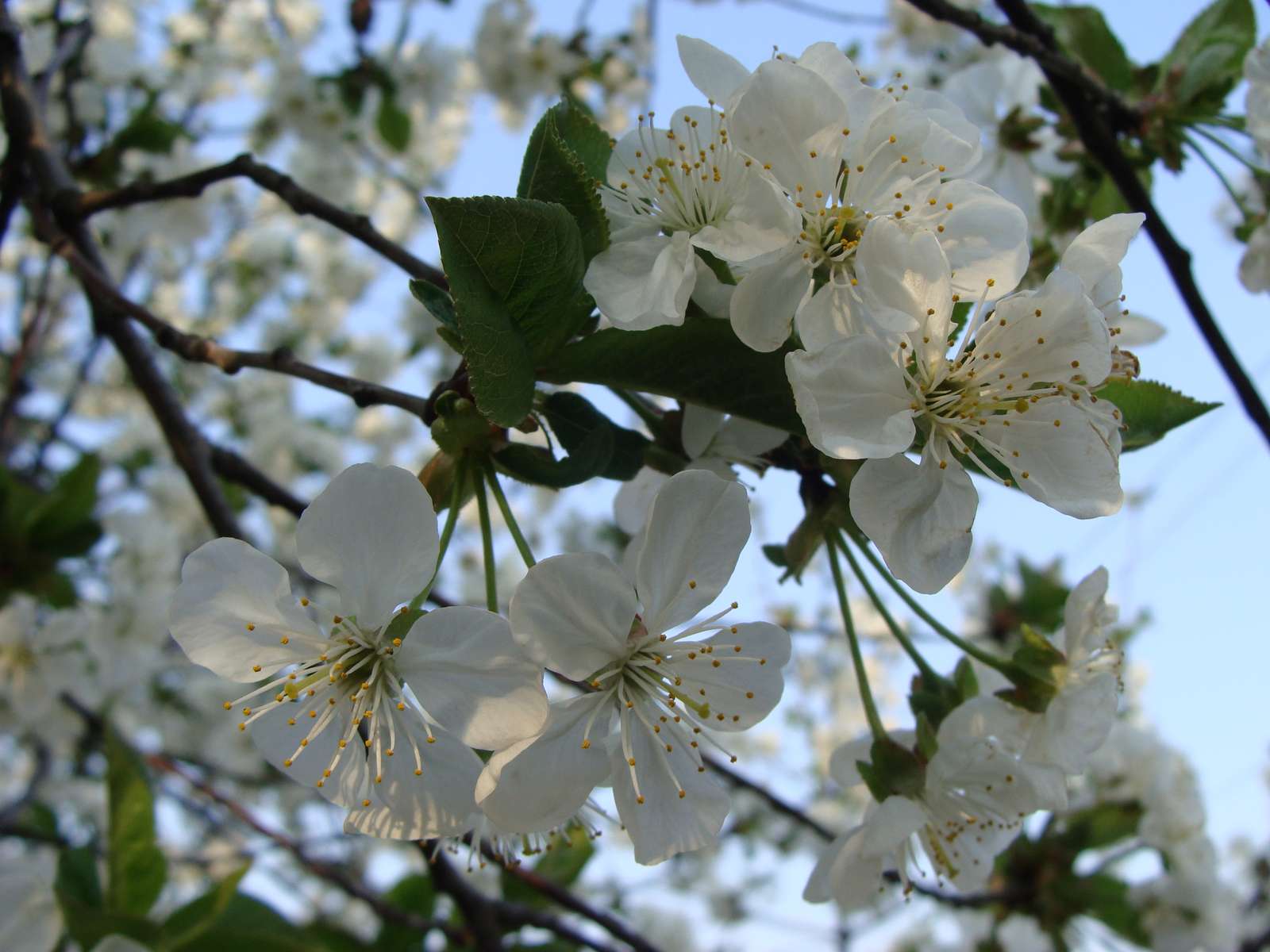 fiori di ciliegio puzzle online