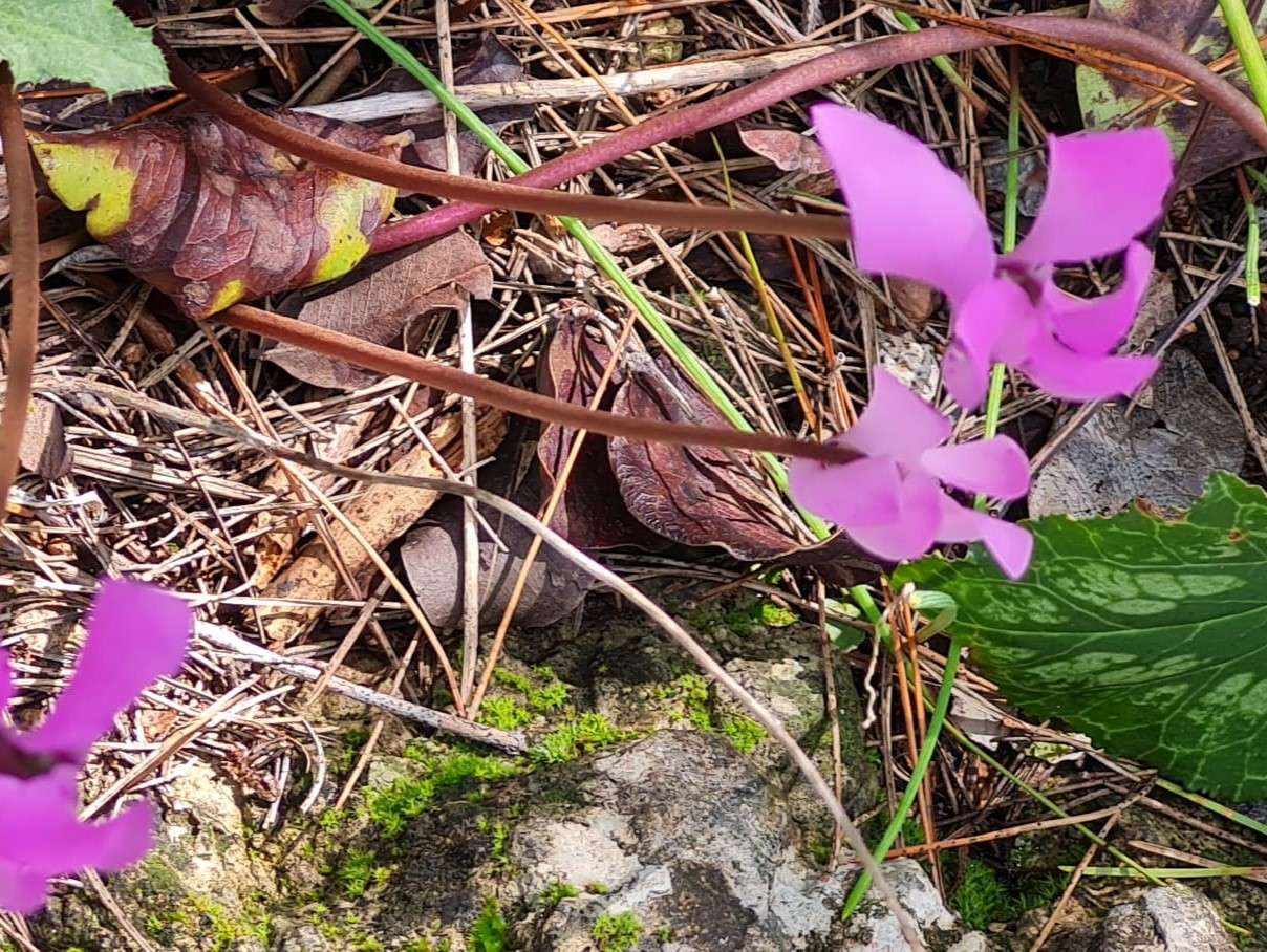 viole alpine selvatiche puzzle online