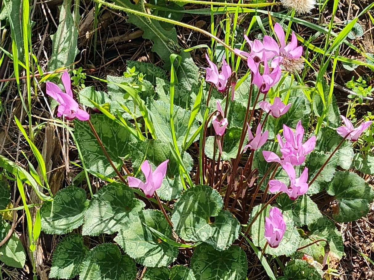 violettes alpines sur la pelouse puzzle en ligne