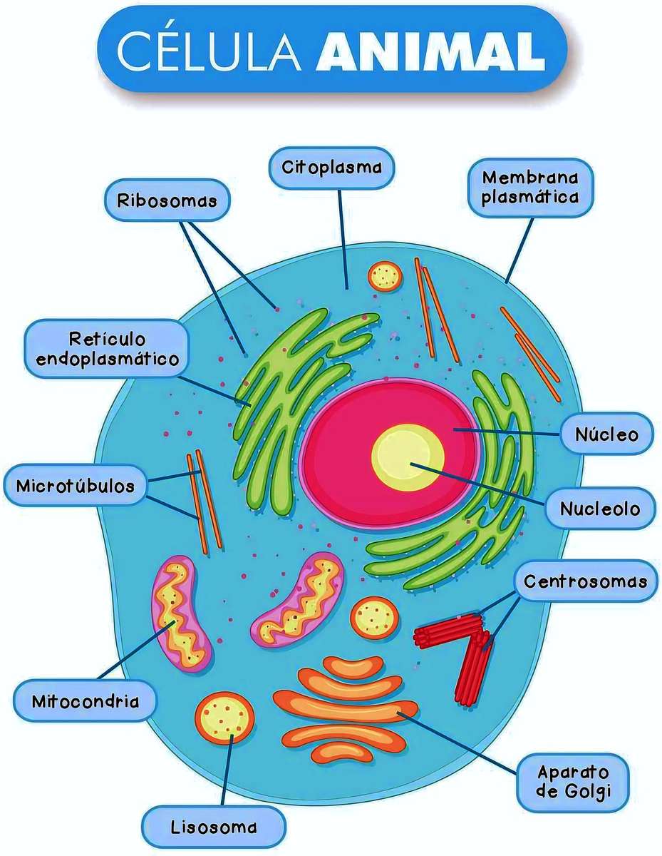 ANIMAL CELL online puzzle