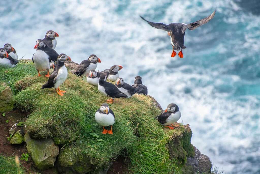 Puffins - Puffins jigsaw puzzle online