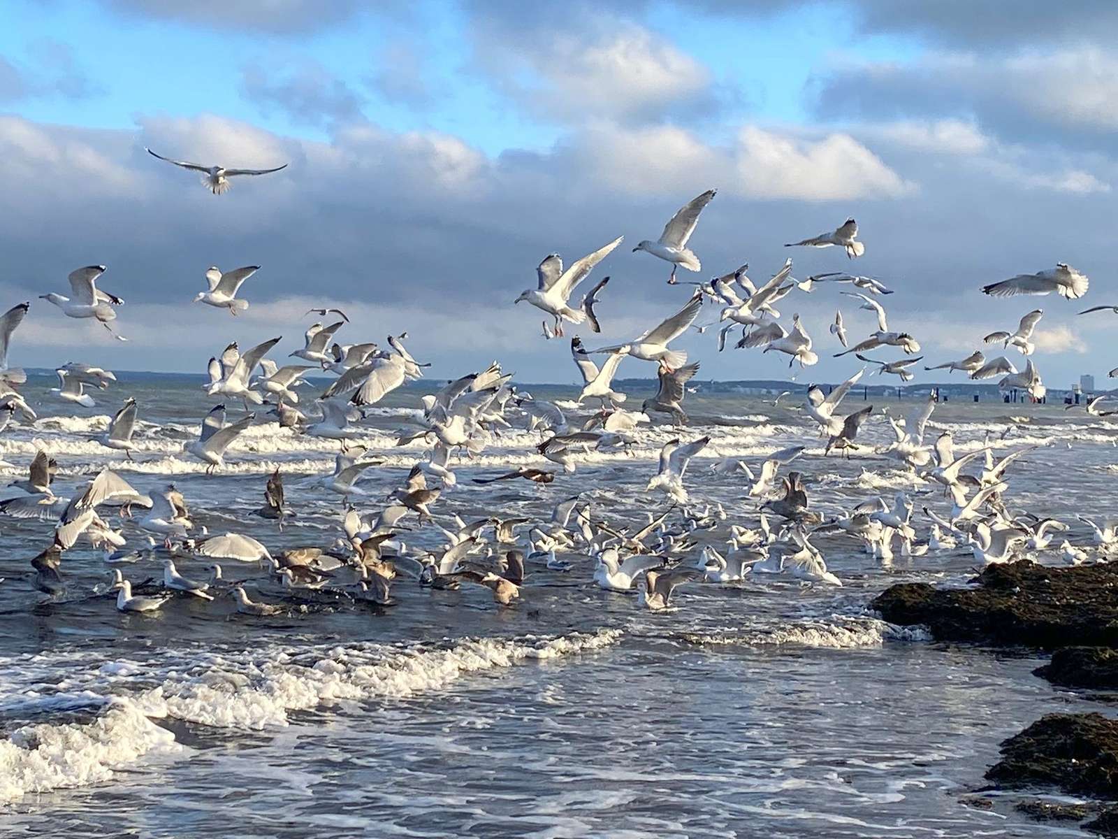 Bando de gaivotas quebra-cabeças online