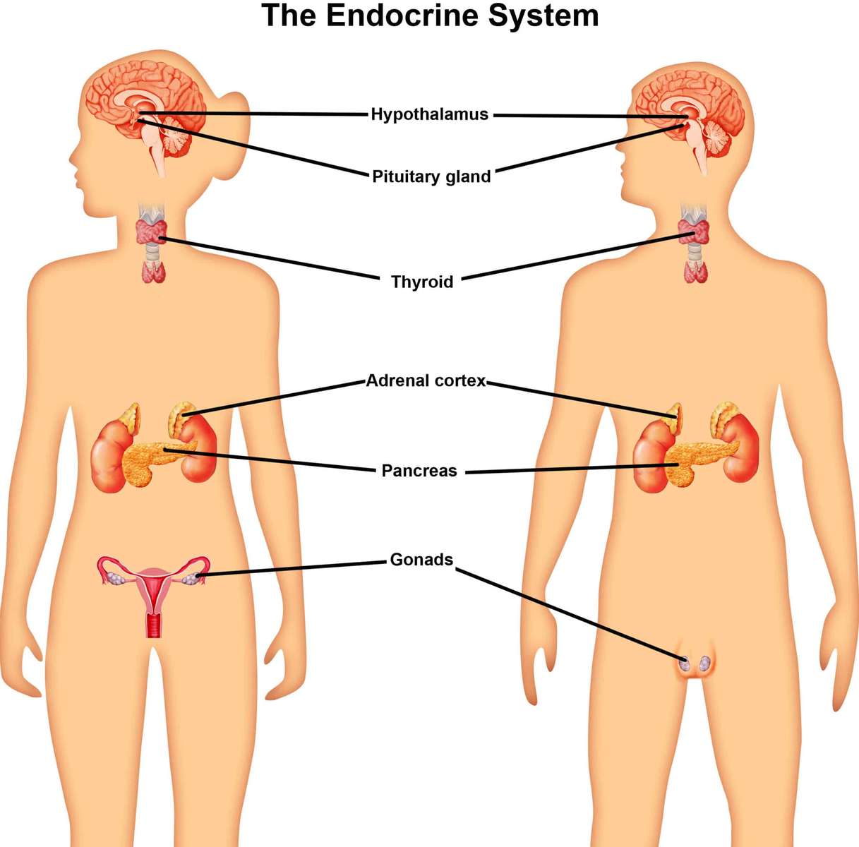 El sistema endocrino rompecabezas en línea