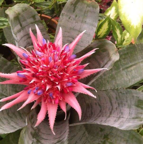 Asijský kaktusový květ online puzzle