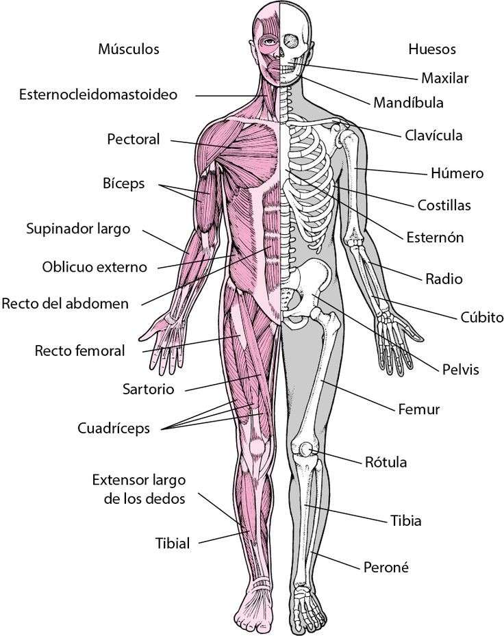 Sistema locomotor rompecabezas en línea