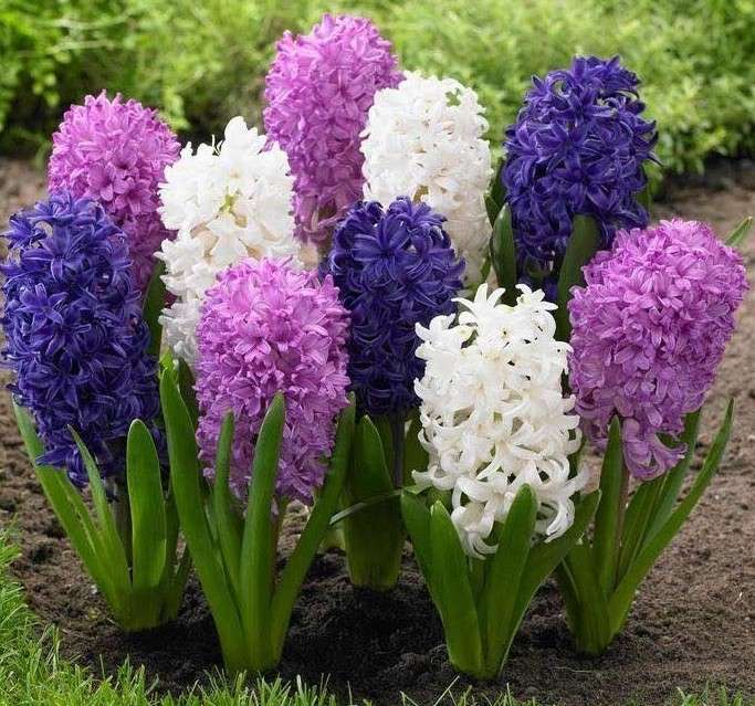 Hyacinths coloridos quebra-cabeças online