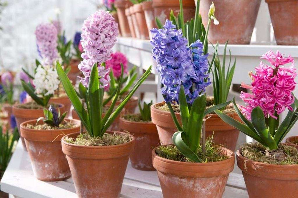 Hyacinty v květináči skládačky online
