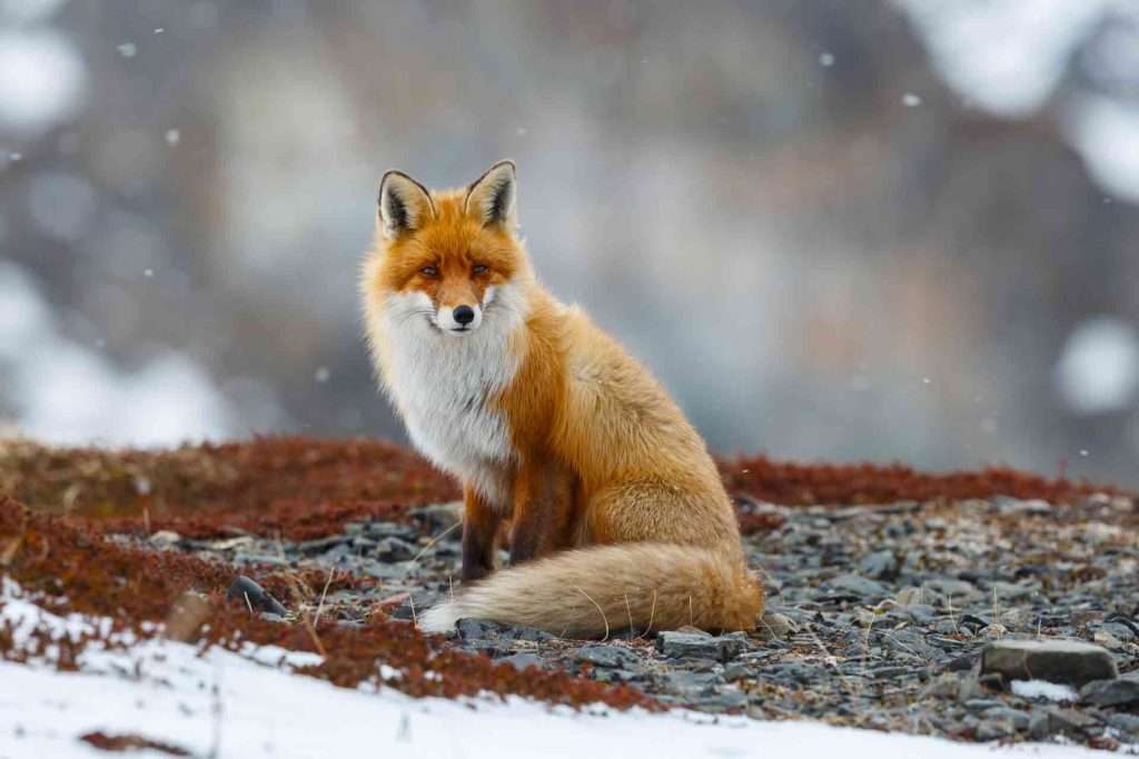 лисица в снега <3 онлайн пъзел