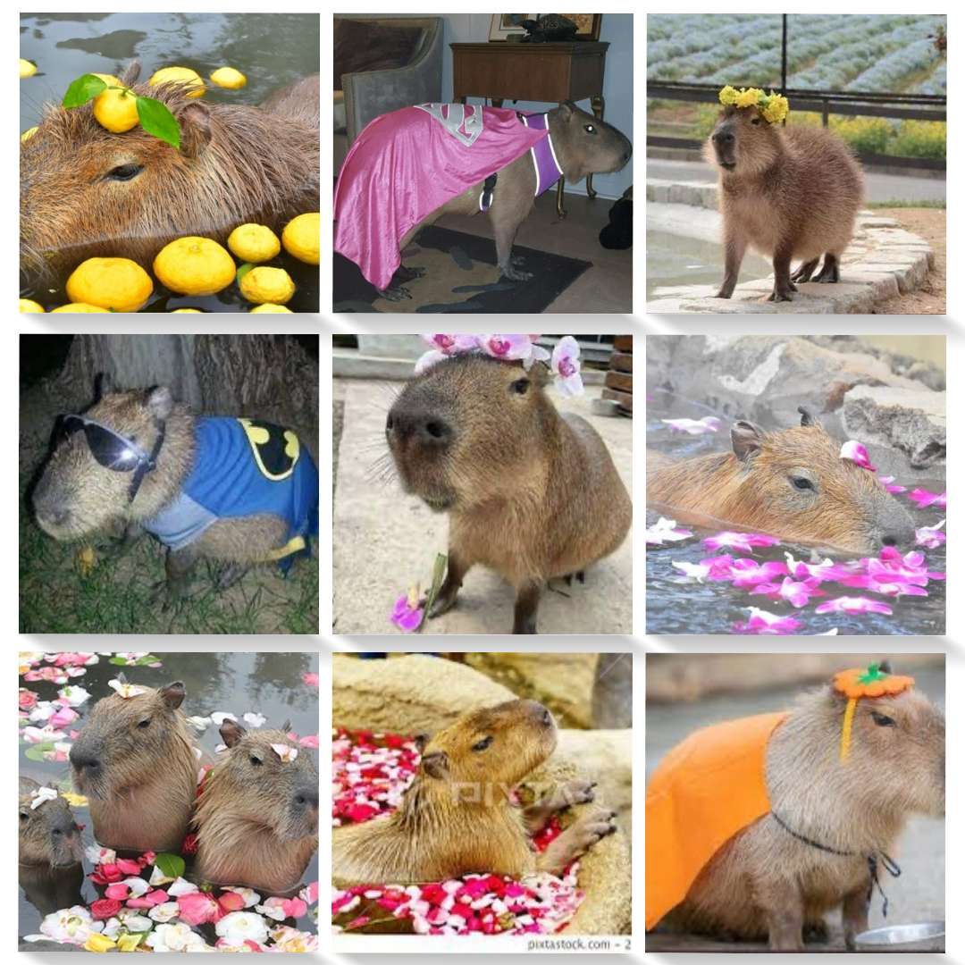 Capybara pussel på nätet