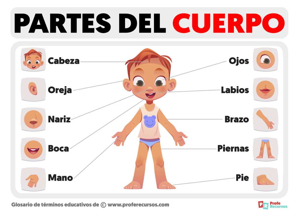 Partes del Cuerpo rompecabezas en línea