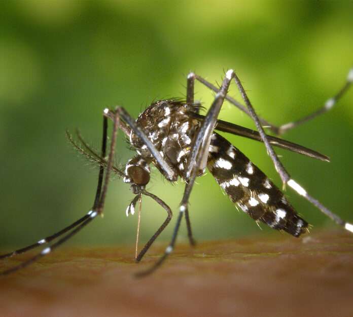 dengue nem jó online puzzle