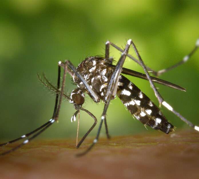 dengue is not good online puzzle