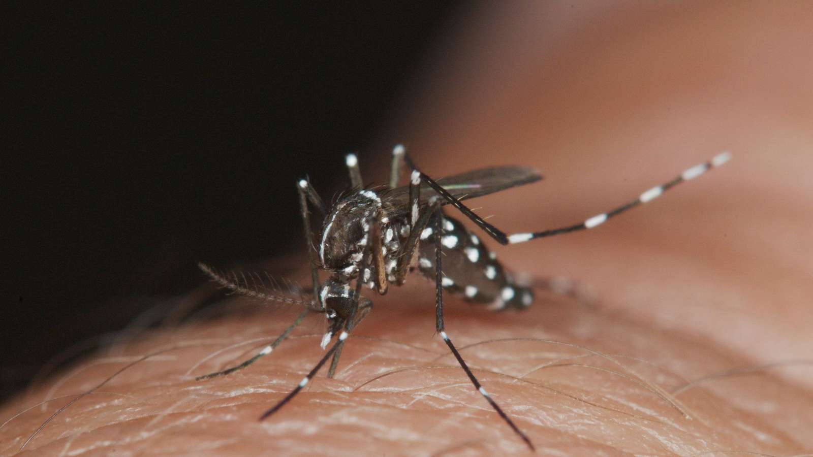 Denguefieber ist schlimm Online-Puzzle