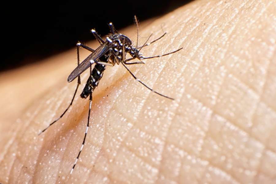 dengue is te erg legpuzzel online