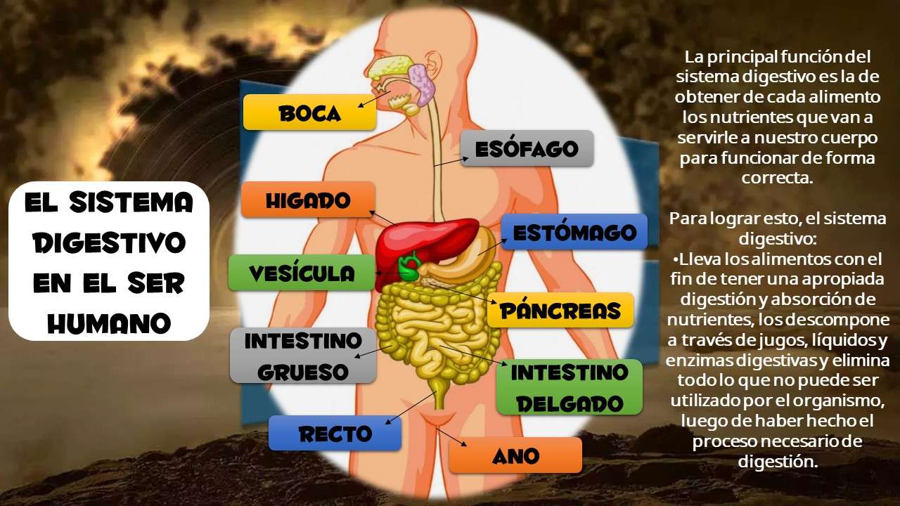 The digestive system jigsaw puzzle online