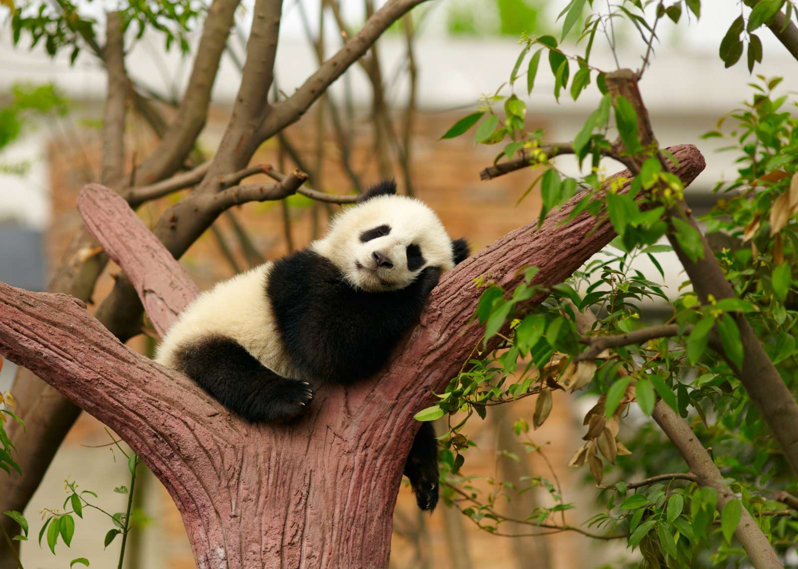 Pandabjörn pussel på nätet