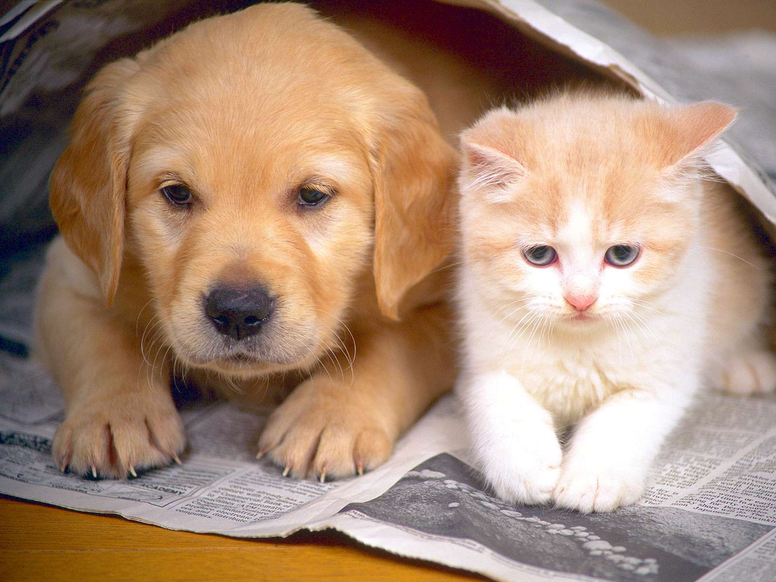 Aranyos kiskutya és cica kirakós online