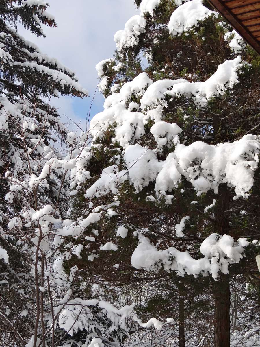 Jardín de invierno rompecabezas en línea