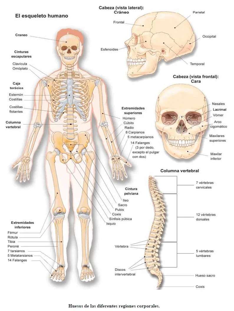 sistema osseo puzzle online