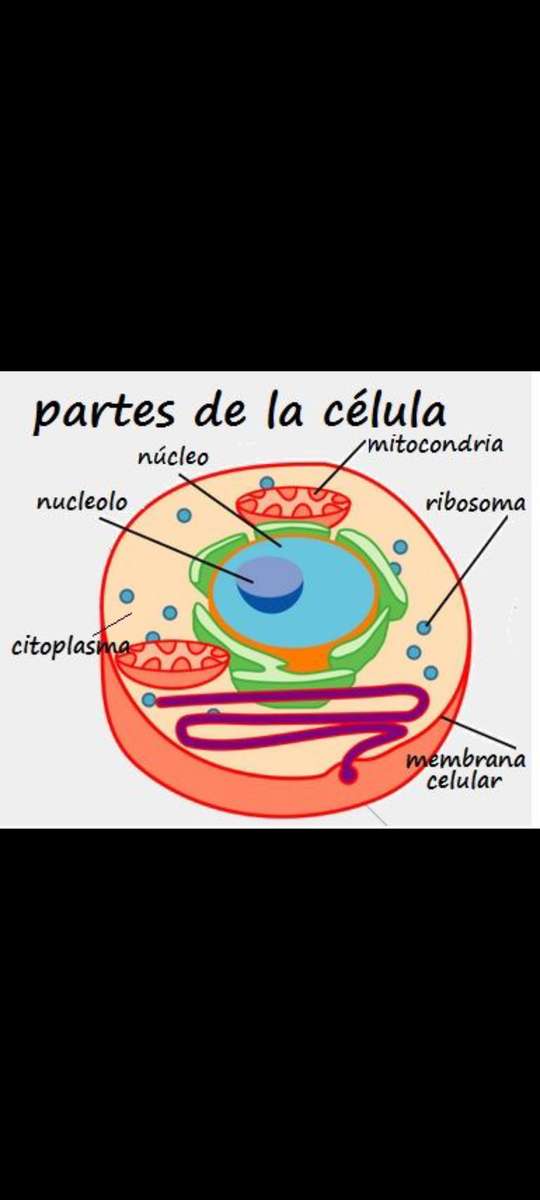 Rompecabezas rompecabezas en línea