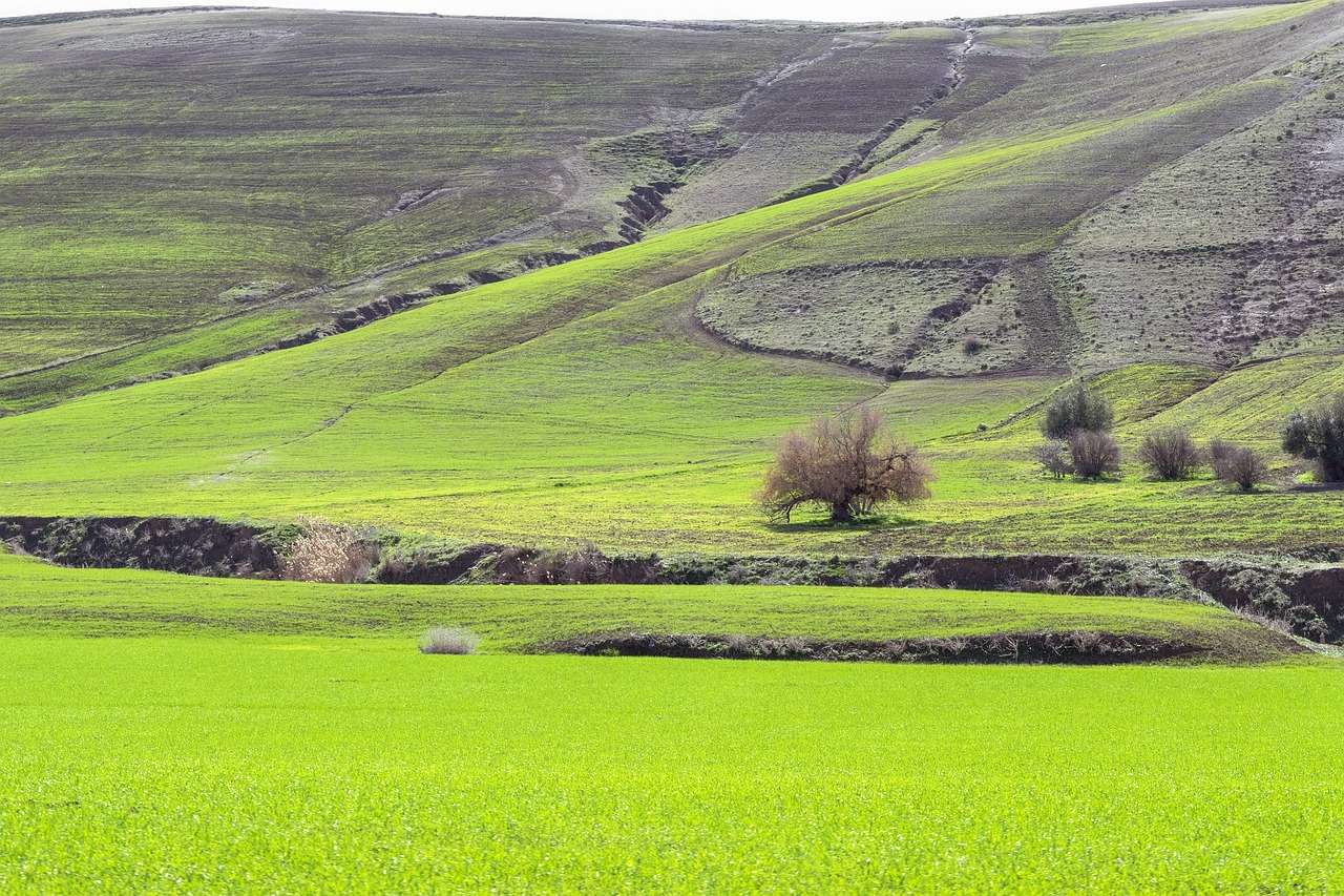 Relizane в Алжир Африка онлайн пъзел