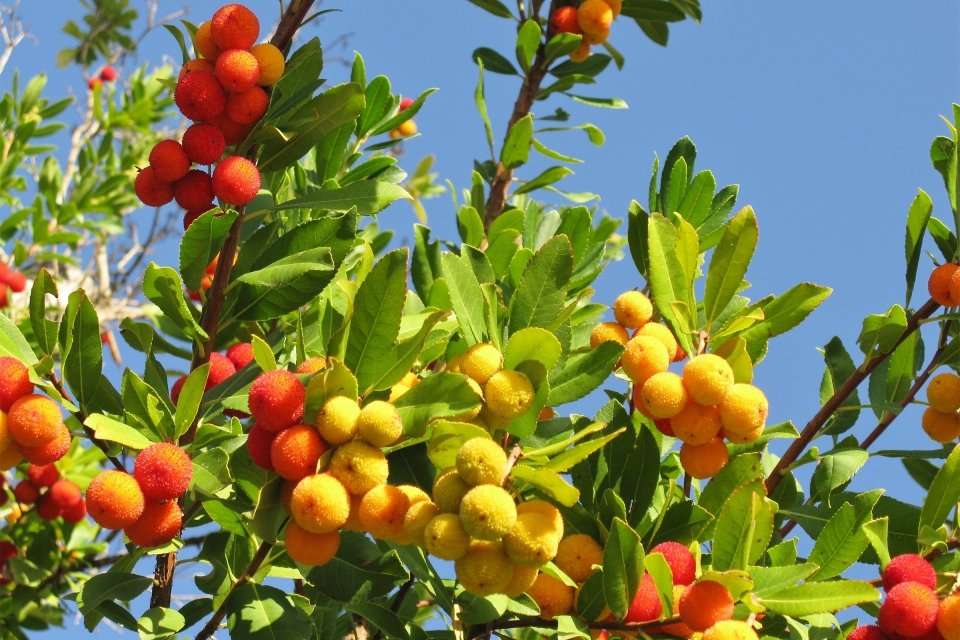 Frutas argelinas África quebra-cabeças online