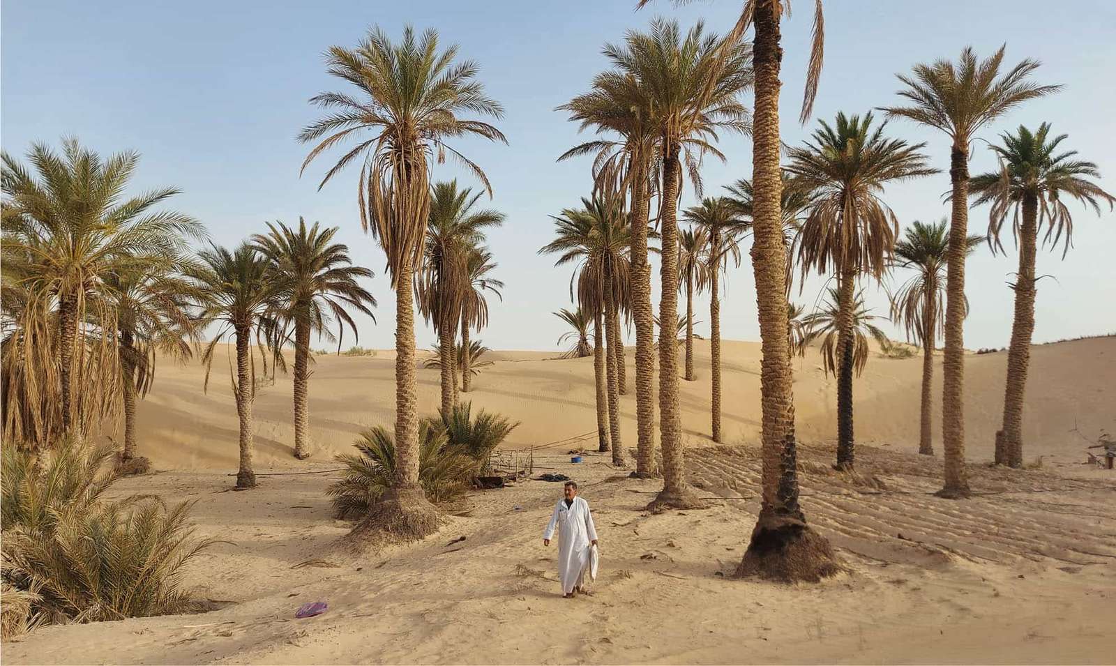 Oasis in Algeria in Africa jigsaw puzzle online
