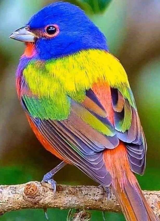 Вівсянка, барвистий птах пазл онлайн